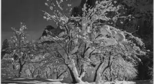 Frozen Apple Tree