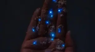 Bioluminscent Plankton In A Hand