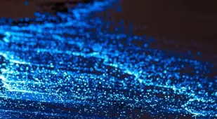 Close Up Of Sea Of Stars