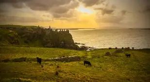 Dunluce Castle Cows