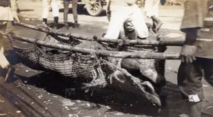 Victim Of The Great Kantō Earthquake