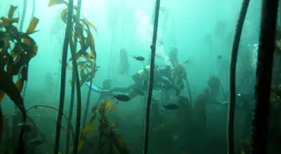 Scuba Diving Through A Kelp Forest