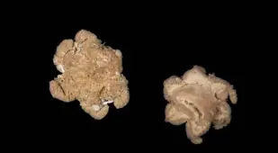 Mystery Specimens From Bounty Trough