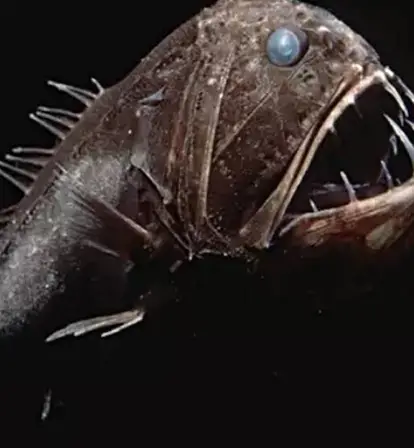 Fangtooth Fish Specimen