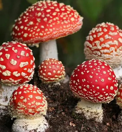 Weird Mushrooms