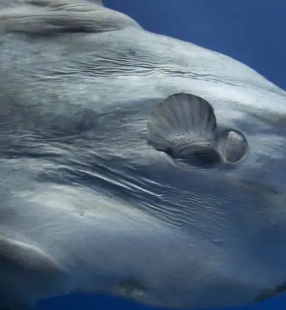 Silvery Ocean Sunfish