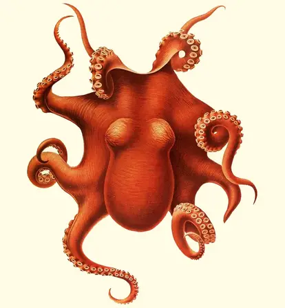 Bright Red Octopus