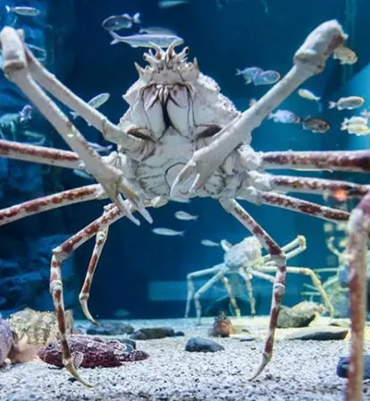 japanese spider crab eating