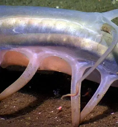 Sea Pig On The Seafloor