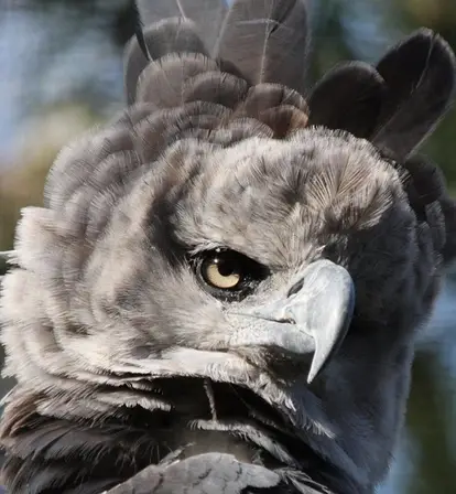 Meet The Harpy Eagle, The Fierce Amazonian Raptor