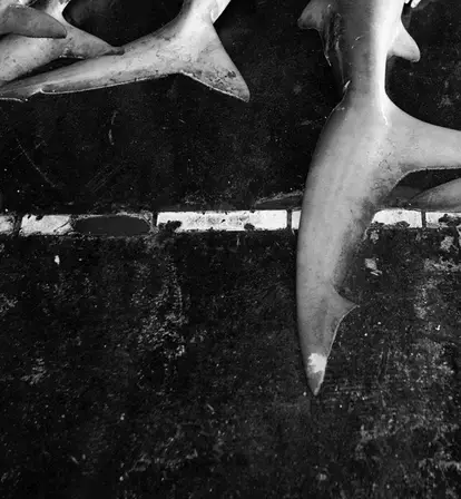 Shark Fin Soup