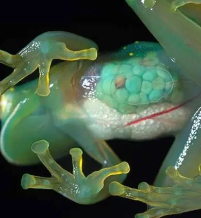 Glass Frog