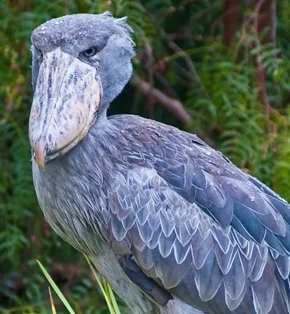 Shoebill Stork