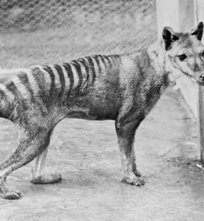 Thylacine