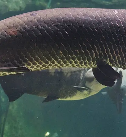 Arapaima