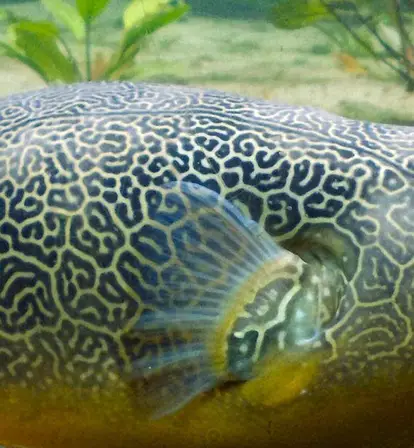 Giant Pufferfish