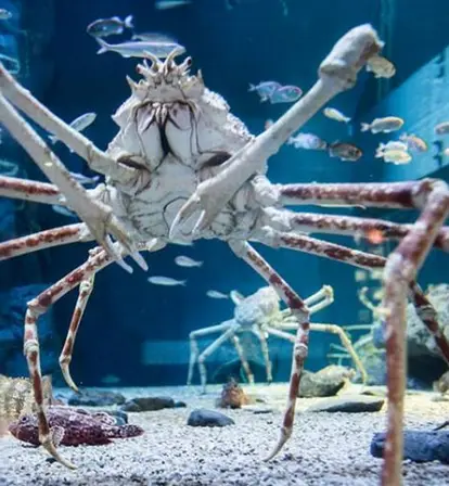 Japanese Spider Crab