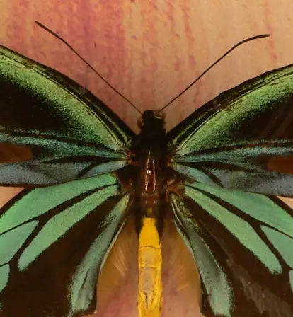 Ornithoptera Alexandrae