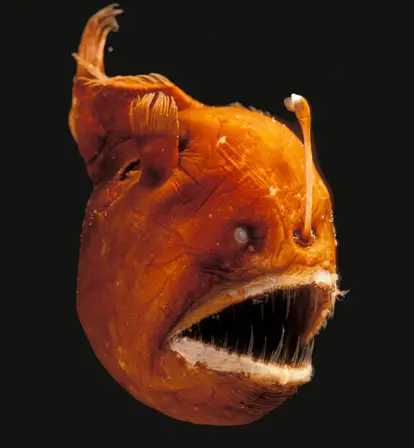 Scary Sea Animals