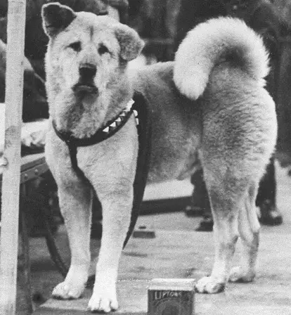 Hachiko
