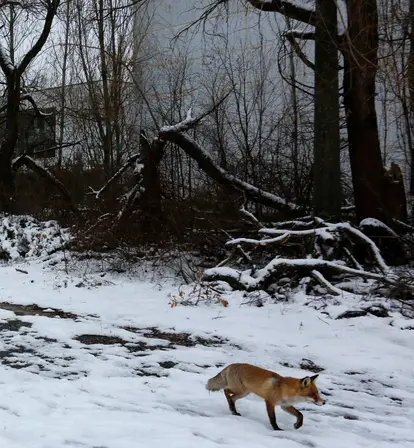 Chernobyl Animals In The Red Forest