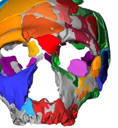 Neanderthal Skull And Virtual Model Featured