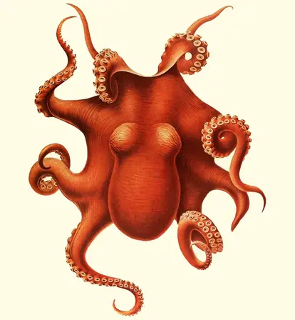 Bright Red Octopus