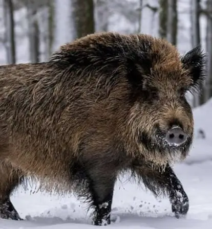 Feral Super Pig