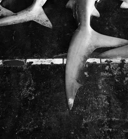 Shark Fin Soup