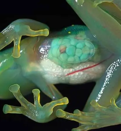 Glass Frog