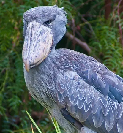Shoebill Stork