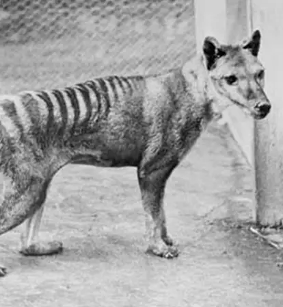 Thylacine