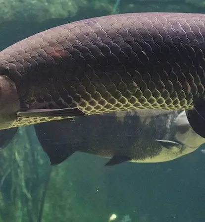 Arapaima