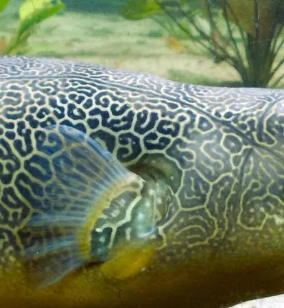 Giant Pufferfish