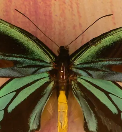 Ornithoptera Alexandrae