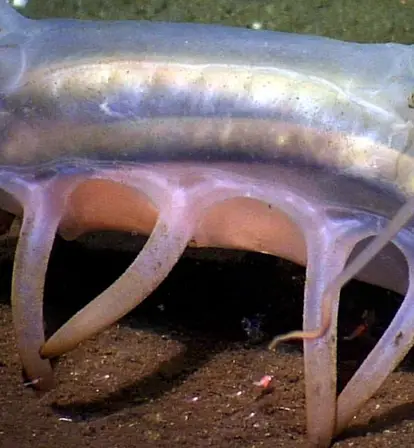 Sea Pig On The Seafloor