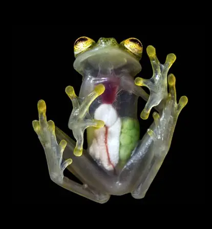Weird Animals
