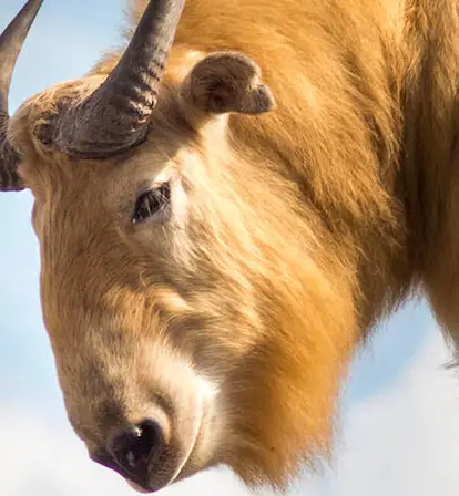 Takin Close Up