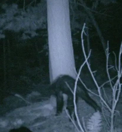 Bigfoot Sighting