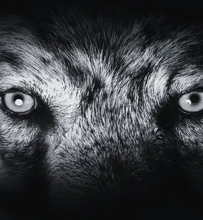 Beast Of Bray Road