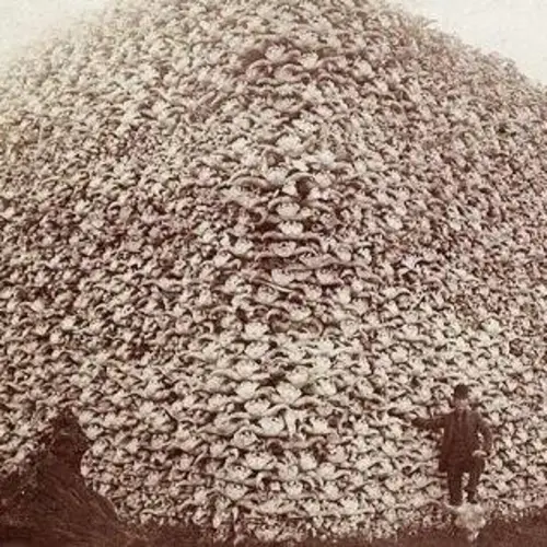Haunting Photos Of The Mass Extermination That Almost Wiped Out The American Bison
