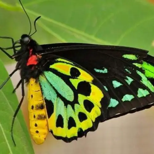 The Six Most Beautiful Butterflies In The World