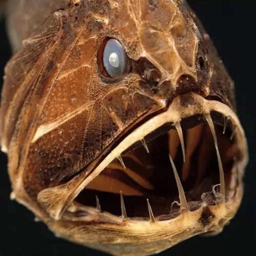 27 Incredible Underwater Pictures of Schooling Fish