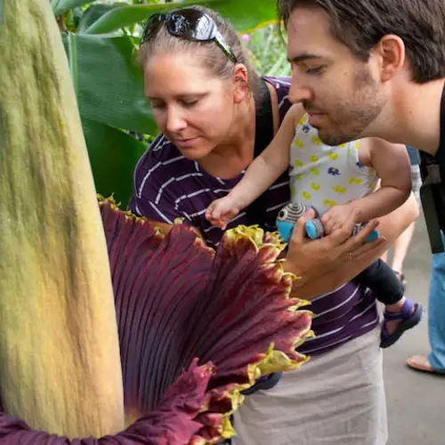 Stop And Smell The Corpse Flower, The Biggest Flower In The World