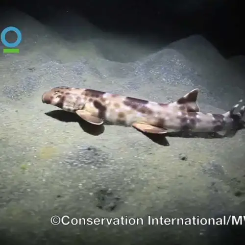 13 Intriguing New Species Discovered In 2013