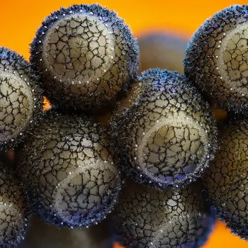 7 Totally Awesome (and Terrifying) Objects Under a Microscope