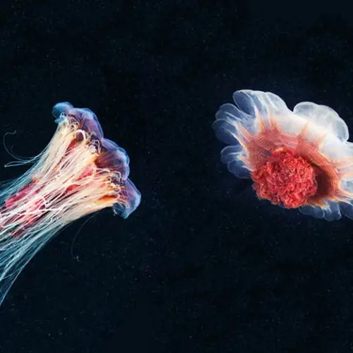 Alexander Semenov's Stunning Deep Sea Photography