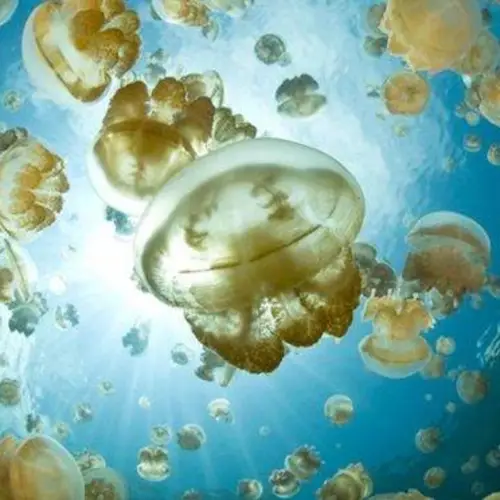 Jellyfish Lake And The Daily Dance Of 5 Million Golden Jellyfish