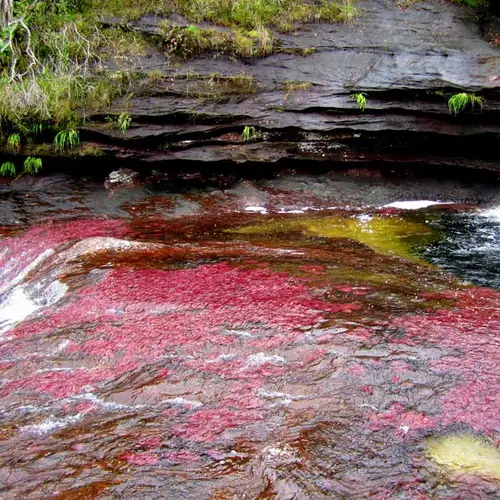 No, You're Not On Drugs: Colombia's River Of Five Colors Is Real
