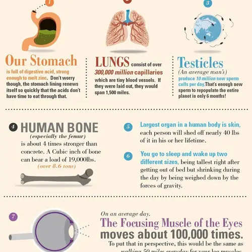 Amazing Facts About The Human Body